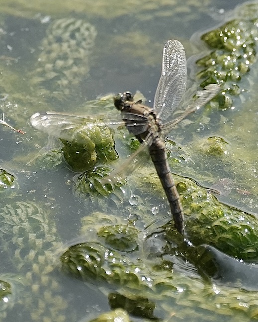 black-tailed skimmer